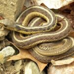 Thamnophis_sirtalis_sirtalis_Wooster