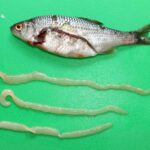 The-parasite-load-of-Ligula-intestinalis-from-an-individual-Rutilus-rutilus