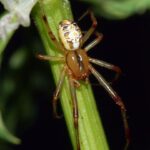 Theridion_impressum_M_frei_Araneae_fg02