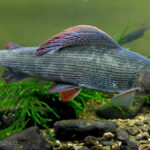 Thymallus-thymallus-724×421