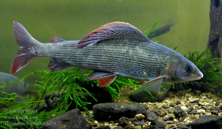 Lipan podhorní