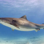 Tiger_shark(2)
