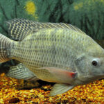 Tilápia_ou_Sarotherodon_niloticus_2