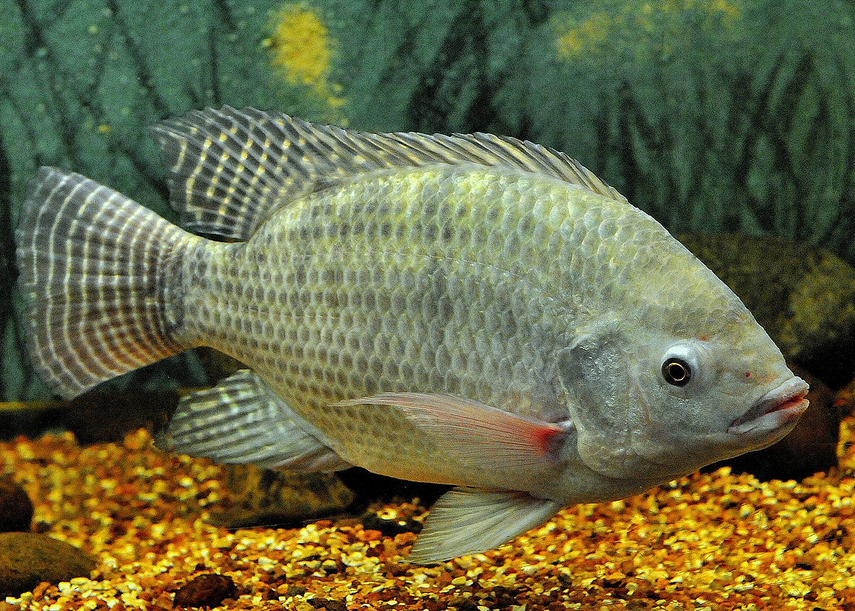 Okounovec nilský