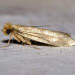 Tineola.bisselliella.7218
