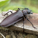 Titanus_giganteus-5