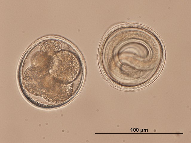 Toxocara vitulorum