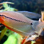 Trichogaster_Leeri