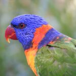 Trichoglossus_haematodus_-_rainbow_lorikeet_-_profile