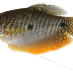 Trichopodus-trichopterus-male-of-616-mm-SL-from-Sungei-Buloh-Wetland-Reserve