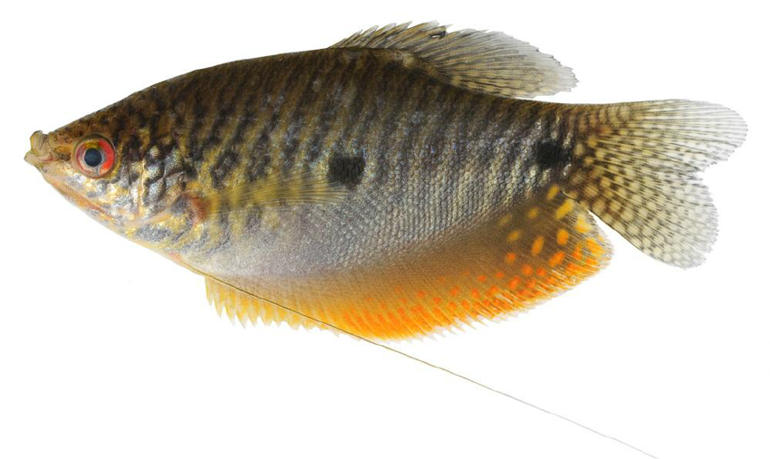 Čichavec šedý