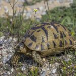 Tunisian_tortoise_(Testudo_graeca_nabeulensis)_male_Cap_Bon