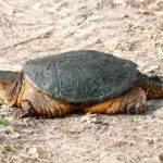 Kajmanka dravá TurtleSnapping06Small_ODFW