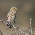 Twite (Carduelis flavirostris)