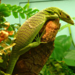 Varanus_prasinus