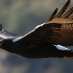 Verreaux’s Eagle (Black Eagle), Aquila verreauxii, at Walter Sis