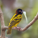 Village_weaver_(Ploceus_cucullatus_cucullatus)_male_with_leaf