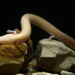 Vstopna