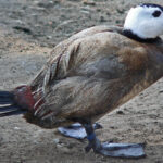 Weißkopfruderente_Oxyura_leucocephala_050324_Ausschnitt