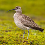 Whimbrel_Numenius_phaeopus