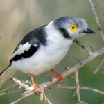 White-crested_Helmetshrike_(Prionops_plumatus)_(52112883125),_crop