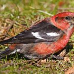 Whitewingedcrossbillmale09