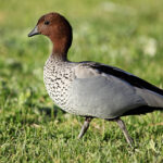 Wood-Duck-male