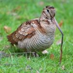 Woodcock_earthworm