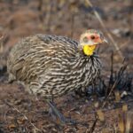 Yellow-necked_Spurfowl_(Francolinus_leucoscepus)