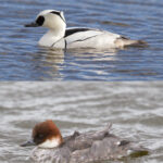 Zwergsaeger_maenchen_weibchen