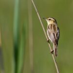 acrocephalus_paludicola_boucny