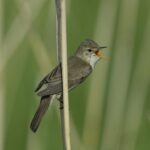acrocephalus_palustris_belka