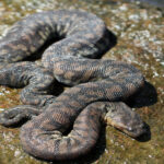 acrochordus-javanicus