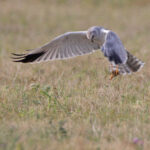 adult male pallid harrier (andras kovacs_raptorimages)
