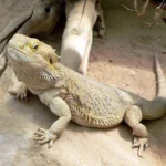 agama-vousata_dlu29fd-1000-1000
