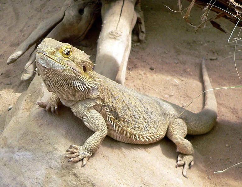 Agama australská