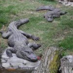 aligator-cinsky_cfh56bx-1000-1000