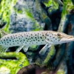 amur-pike-esox-reichertii-also-known-as-blackspotted-pike-native-amur-river-rus_200722-5908