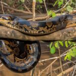 Anakonda velká anaconda-eunectes-murinus-coiled-around-tree-branch-blending-with-amazon-jungle_1311430-591