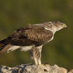 aquila_fasciata_belka