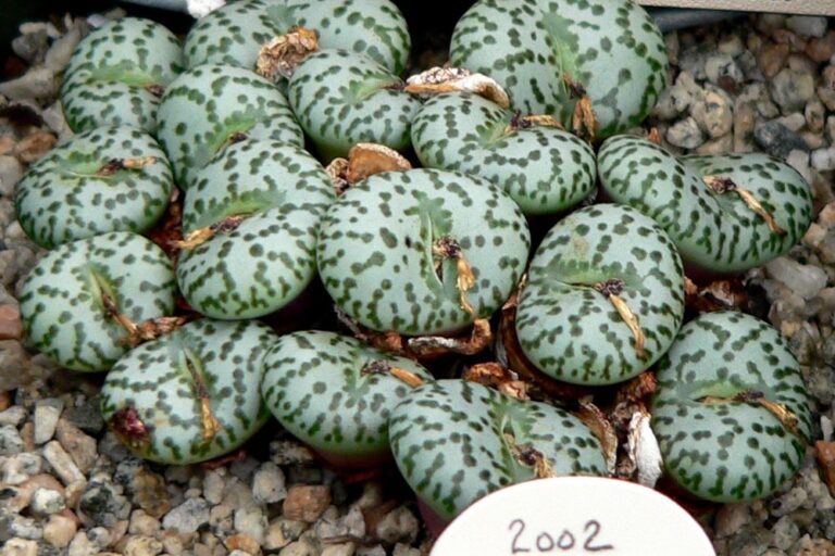 Conophytum obcordellum (Conophytum obcordellum)