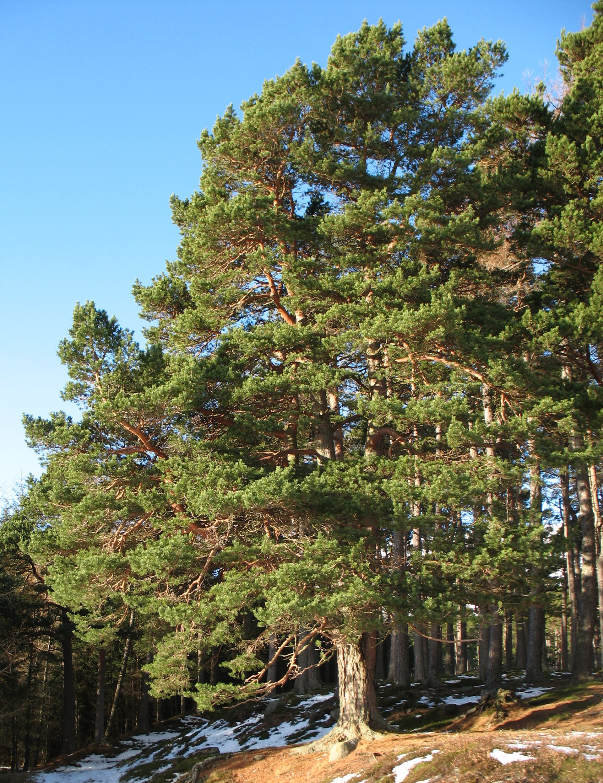 Borovice lesní