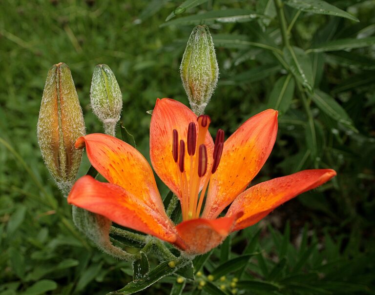 Lilie cibulkonosná Lilie cibulkonosná (Lilium bulbiferum)