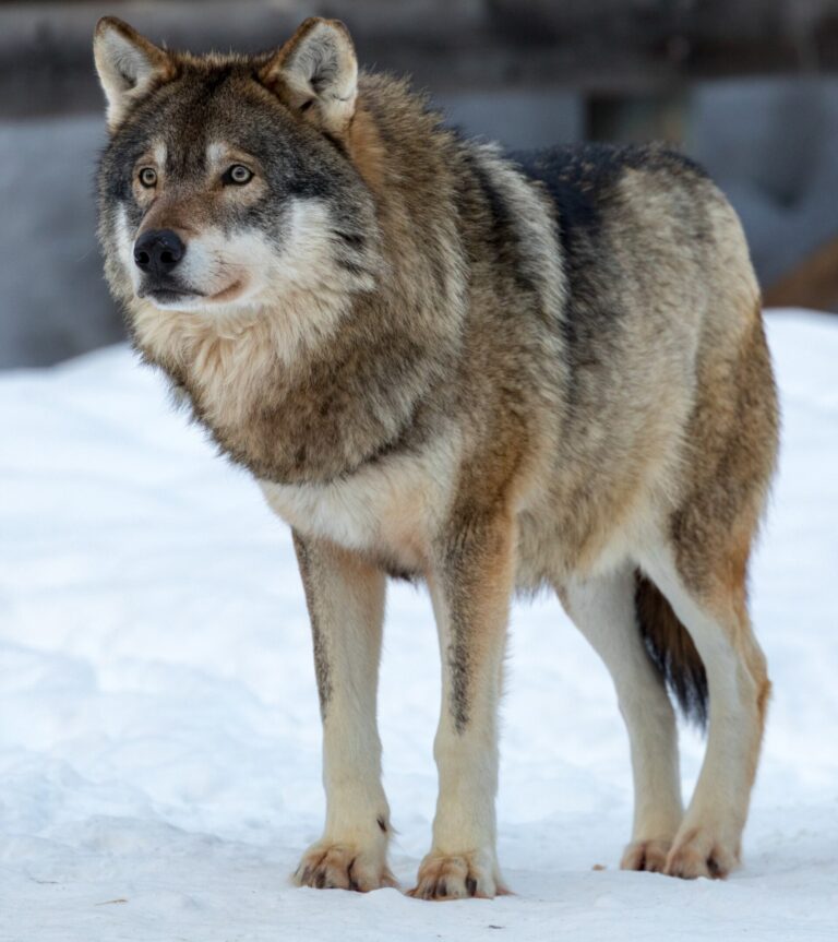 Vlk eurasijský (Canis lupus lupus)