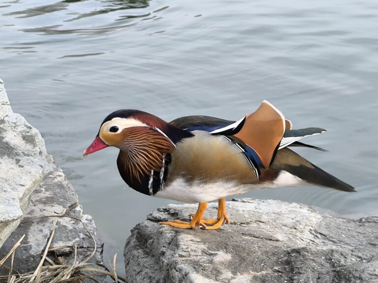 Kachnička mandarinská (Aix galericulata)