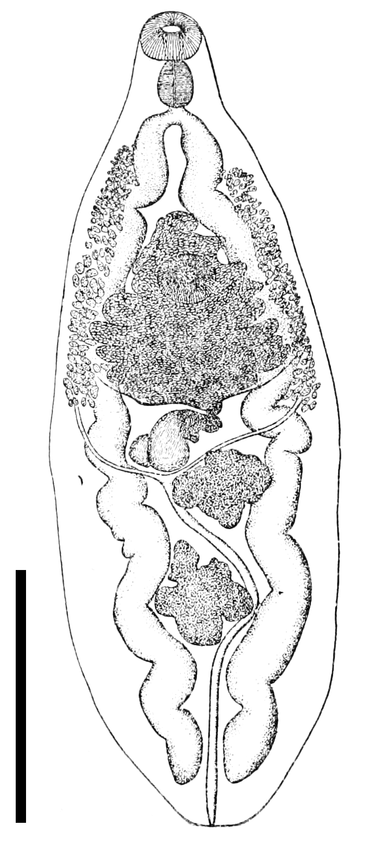Metorchis conjunctus