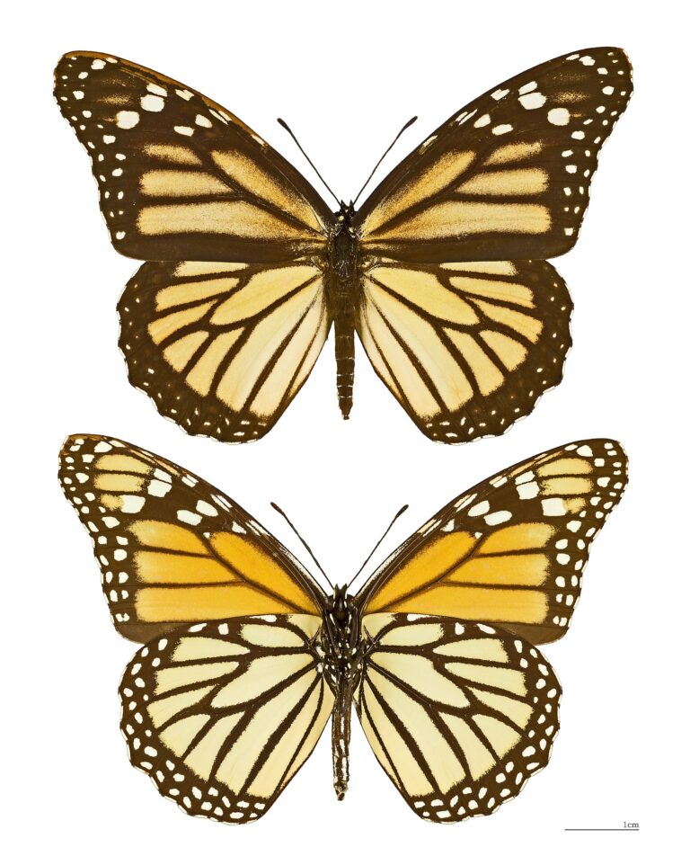 Monarcha stěhovavý