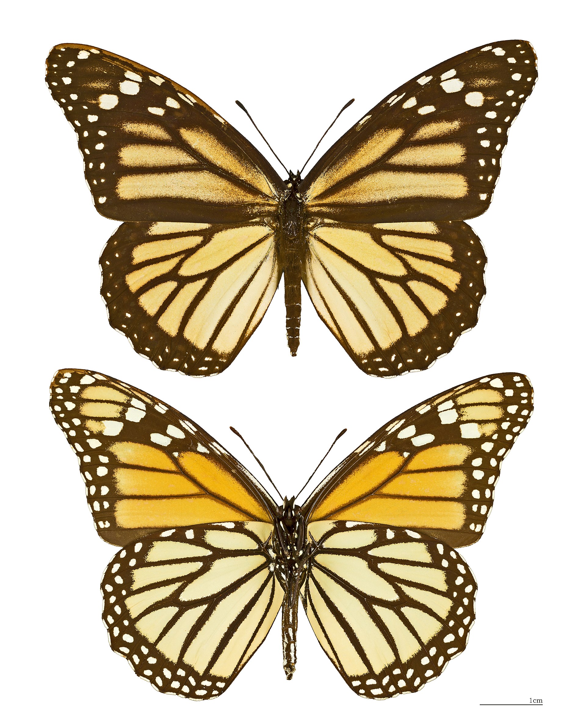 Monarcha stěhovavý
