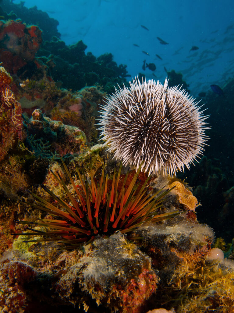 Mořský ježek Mořský ježek (Echinoidea)