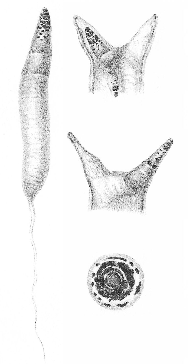 Motolice podivná (Leucochloridium paradoxum)